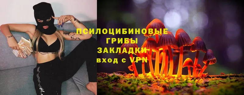 Псилоцибиновые грибы Psilocybe  Советская Гавань 